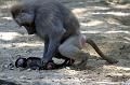 2010-08-24 (627) Aanranding en mishandeling gebeurd ook in de apenwereld